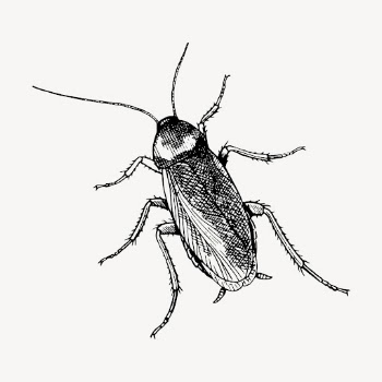 Cockroach drawing, vintage insect illustration | Free Vector - rawpixel