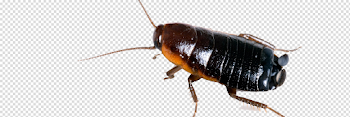 Cockroach Free PNG Image