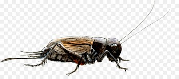 Cockroach, Insect, Caelifera, Invertebrate PNG