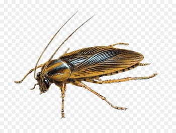 Cockroach, Insect, German Cockroach, Invertebrate PNG