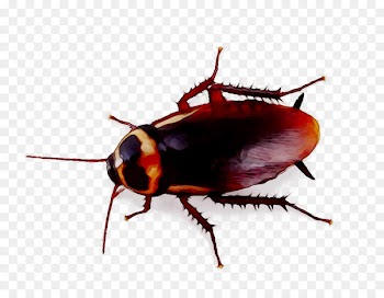 Cockroach Pest Bedbug Ant Silverfish -  