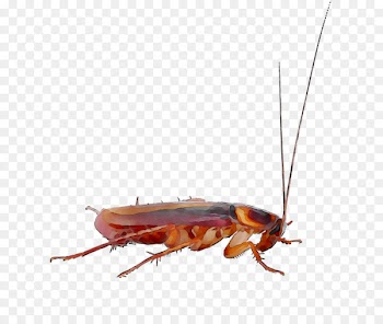 Cockroach Pest Control Roach bait Insect -  
