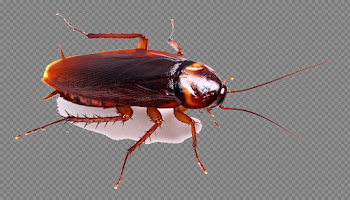 Cockroach PNG High-Quality Image