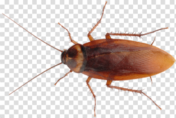 Cockroach PNG Image Background