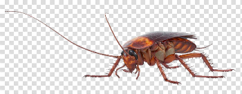 Cockroach PNG Pic