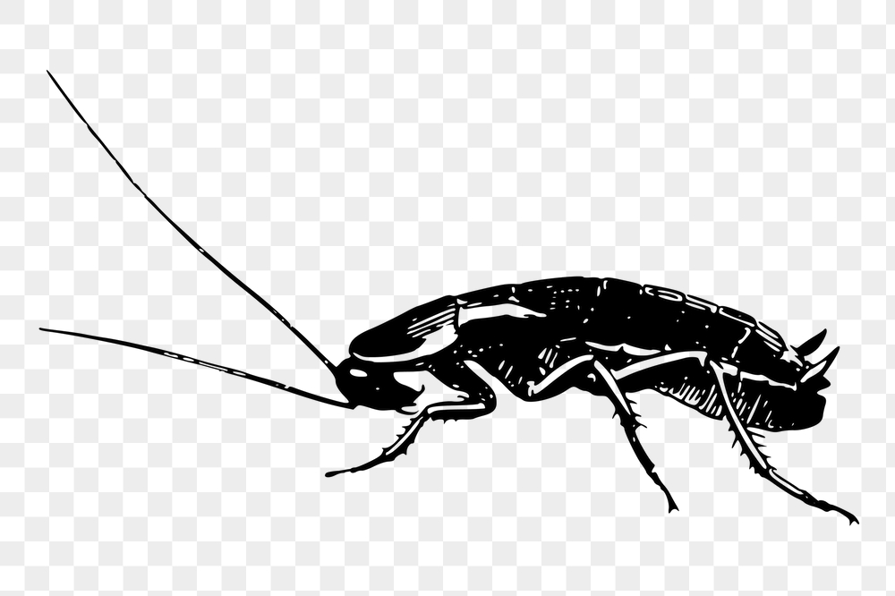 Cockroach png sticker, vintage insect | Free PNG - rawpixel