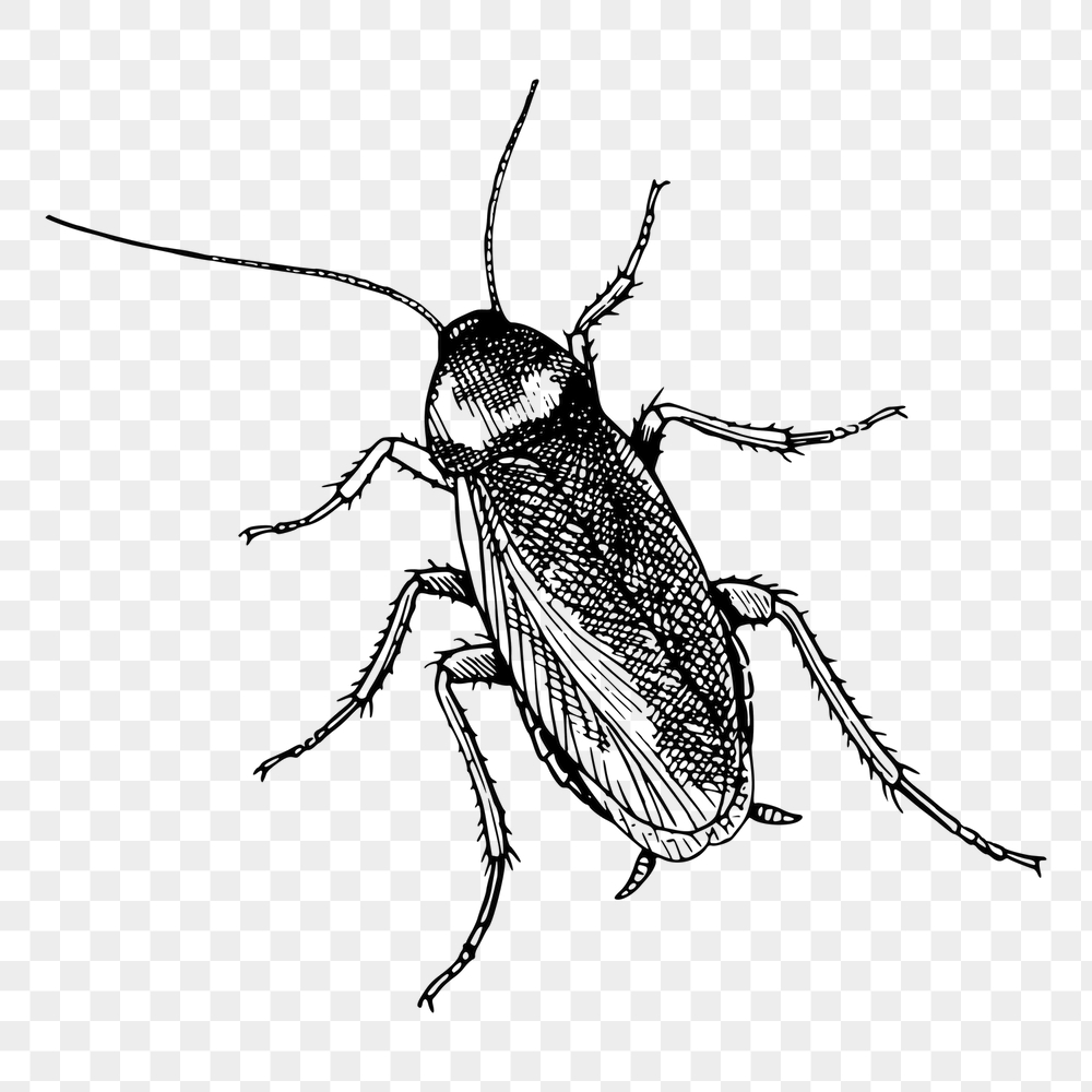 Cockroach png sticker, vintage insect | Free PNG - rawpixel