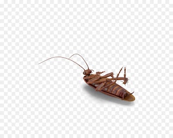 Cockroach Portable Network Graphics Image Transparency Vector graphics - cockroach 