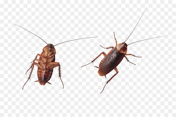 Cockroach Stock photography Royalty-free Image - cockroach 