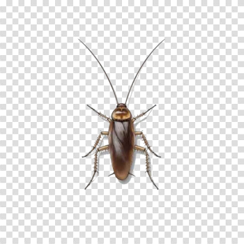 Cockroach Transparent Image