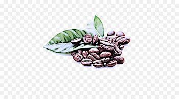 cocoa bean jamaican blue mountain coffee bean caffeine food