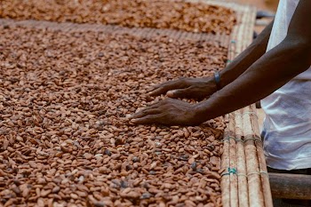 Cocoa Bean Processing in an Agricultural Setting