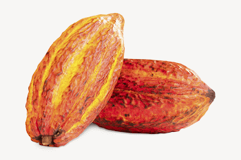 Cocoa beans, isolated food image | Free PSD - rawpixel