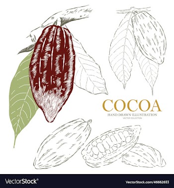 cocoa hand drawn collection