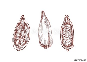 Cocoa pod with beans hand drawn vector illustrations set