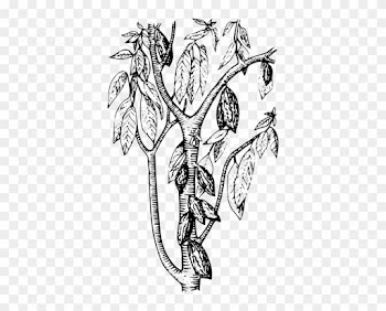 Cocoa Tree Coloring Page
