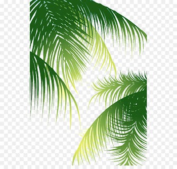 Coconut Arecaceae Euclidean vector - Green palm leaves background 