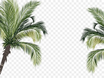 Coconut Arecaceae - Green bottom palm plants 