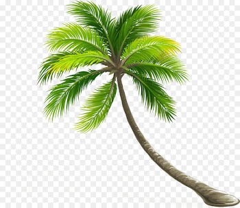 Coconut Arecaceae Leaf Tree - coconut tree 