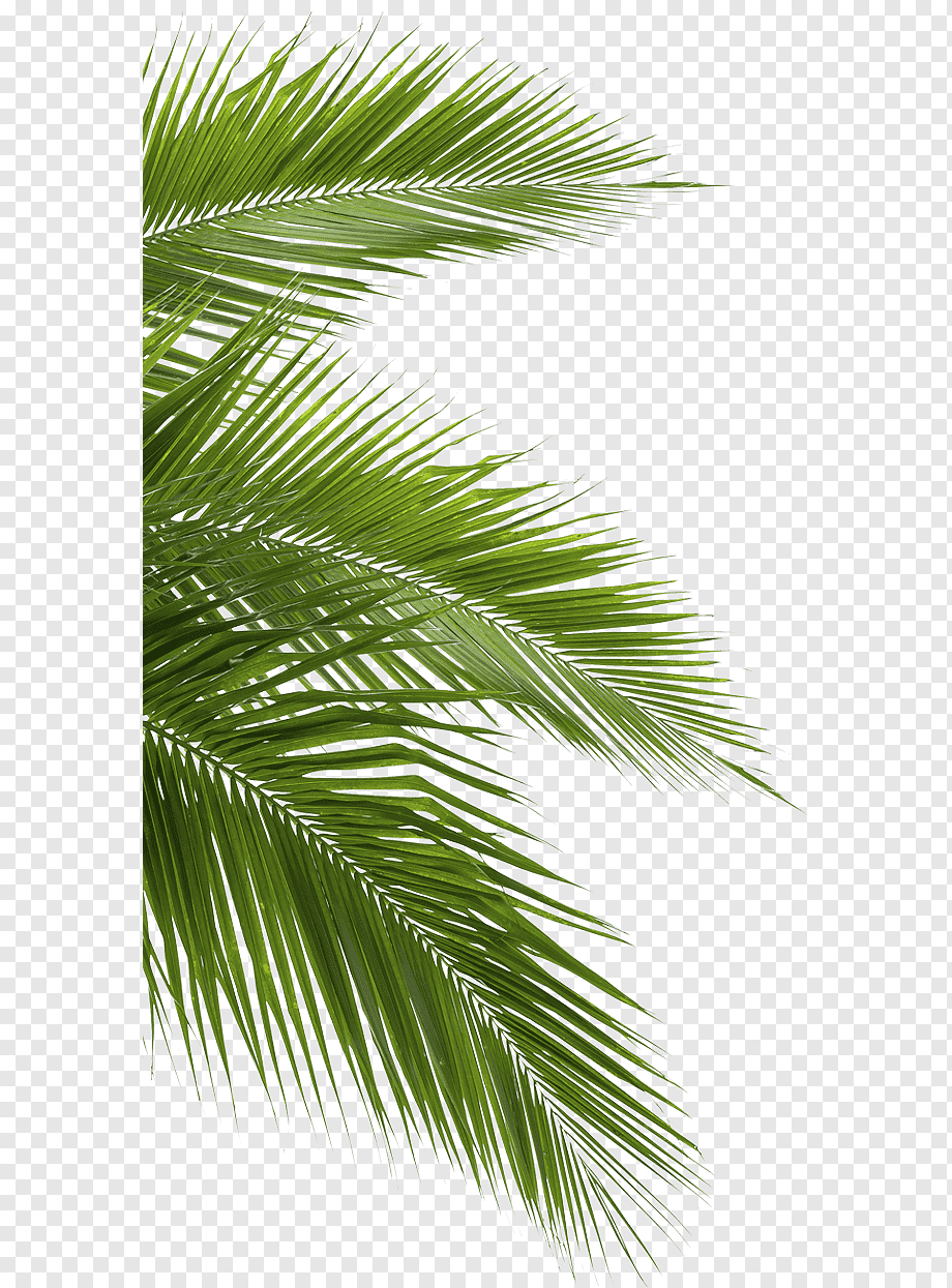 Coconut Arecaceae Leaf White, jungle, green palm leaves, blue, branch, plant Stem png