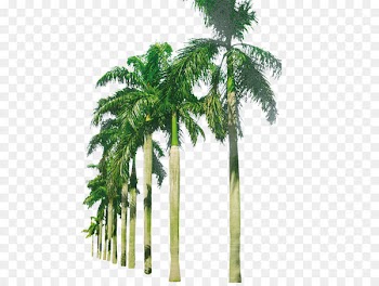 Coconut Arecaceae - Palm beach 