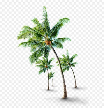 Coconut Arecaceae Tree - Tropical coconut trees 