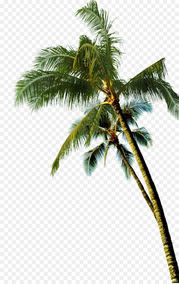Coconut Asian palmyra palm Tree - coconut tree 