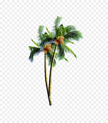 Coconut candy Arecaceae Tree - coconut tree 