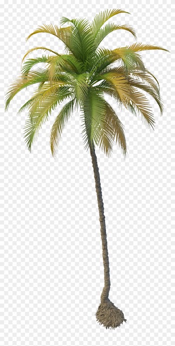 Coconut Clipart House - Coconut Tree Png File