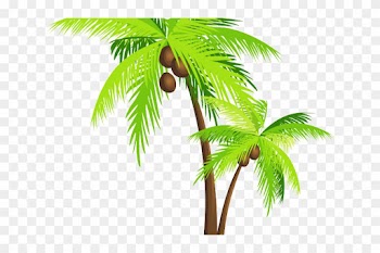 Coconut Clipart Pohon Kelapa - Coconut Tree Png