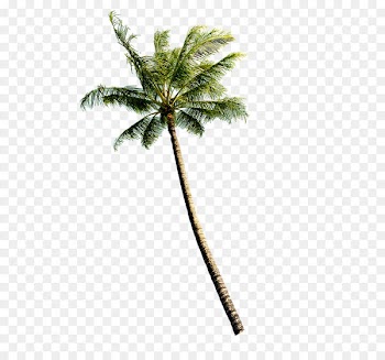 Coconut Euclidean vector Tree - Trees 