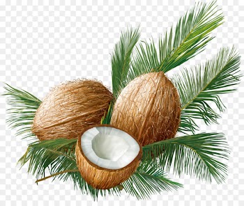 Coconut Euclidean vector Tropical fruit - Sweet coconut fruit 