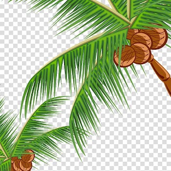 Coconut Fast food Pine Leaf Illustration, tree transparent background PNG clipart