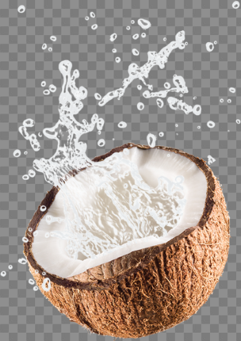 Coconut Free PNG Image
