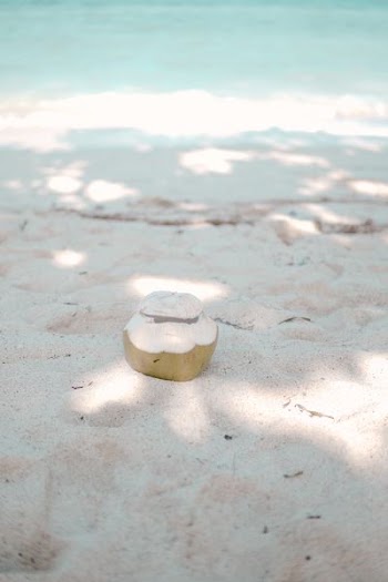 coconut fruit on seashore at daytime