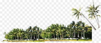 Coconut Grove Arecaceae - Coconut Grove 