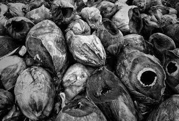 Coconut Husk