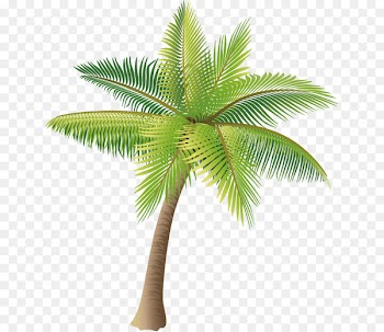 Coconut Icon - Coconut tree vector material png 