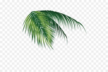 Coconut Leaf - Coconut leaves 