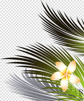 Coconut leaves and flowers right lower transparent background PNG clipart
