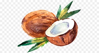Coconut milk Coconut water Drawing Watercolor painting - coconut 