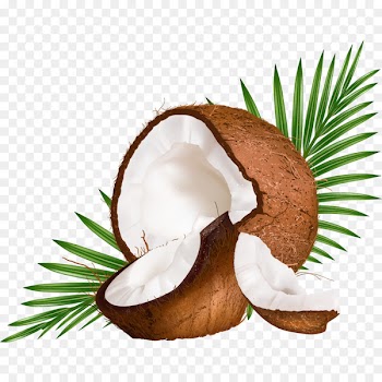 Coconut milk Coconut water Euclidean vector - Vector Coconut 