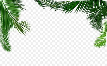 Coconut milk Leaf Euclidean vector - Vector texture coconut leaves material 