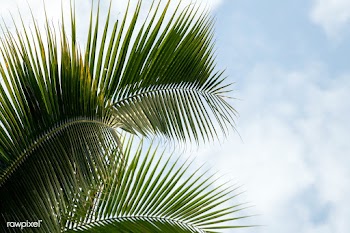 Coconut palm leaves on cloudscape background | Free  photo - 2264325