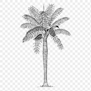 Coconut palm png, tree sticker | Free PNG - rawpixel