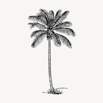 Coconut palm tree clipart, vintage | Free Vector - rawpixel
