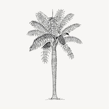 Coconut palm tree clipart, vintage | Free Vector - rawpixel