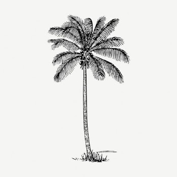 Coconut palm tree collage element, | Free PSD - rawpixel