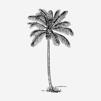 Coconut palm tree hand drawn | Free Photo - rawpixel