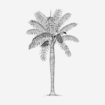 Coconut palm tree hand drawn | Free Photo - rawpixel